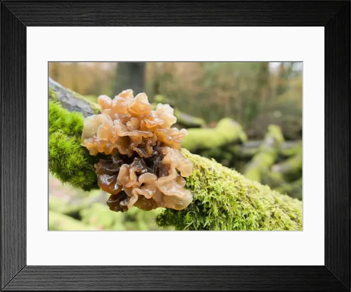 Framed Print : Picture No. 10893098 Framed Print : Picture No. 10893098