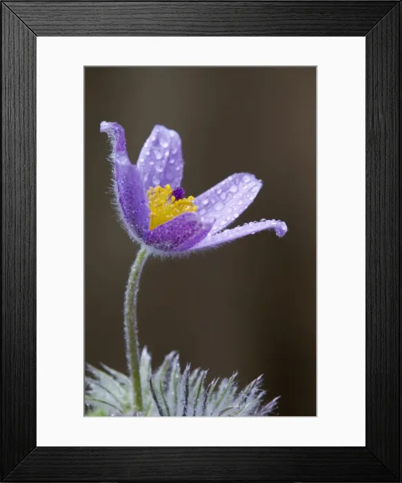 Framed Print : Picture No. 10893104 Framed Print : Picture No. 10893104