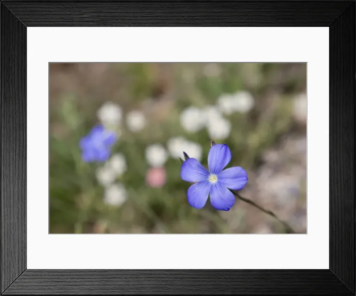 Framed Print : Picture No. 10893107 Framed Print : Picture No. 10893107