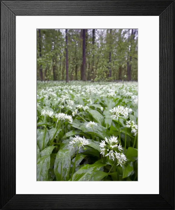 Framed Print : Picture No. 10893105 Framed Print : Picture No. 10893105
