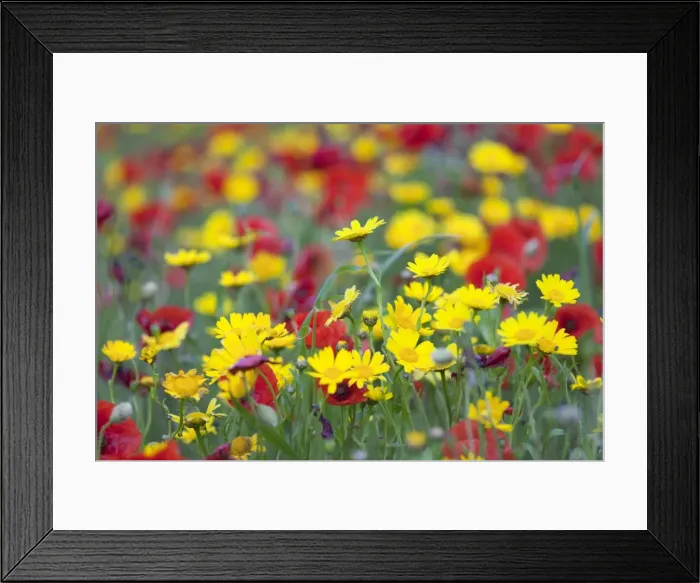 Framed Print : Picture No. 10893108 Framed Print : Picture No. 10893108