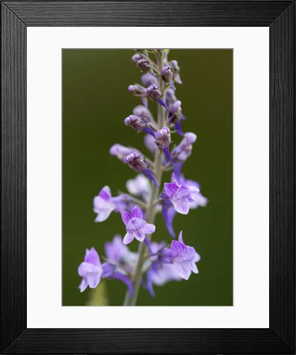 Framed Print : Picture No. 10893111