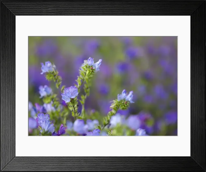 Framed Print : Picture No. 10893112 Framed Print : Picture No. 10893112