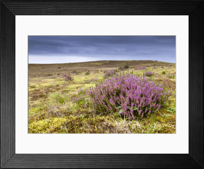 Framed Print : Picture No. 10893103 Framed Print : Picture No. 10893103