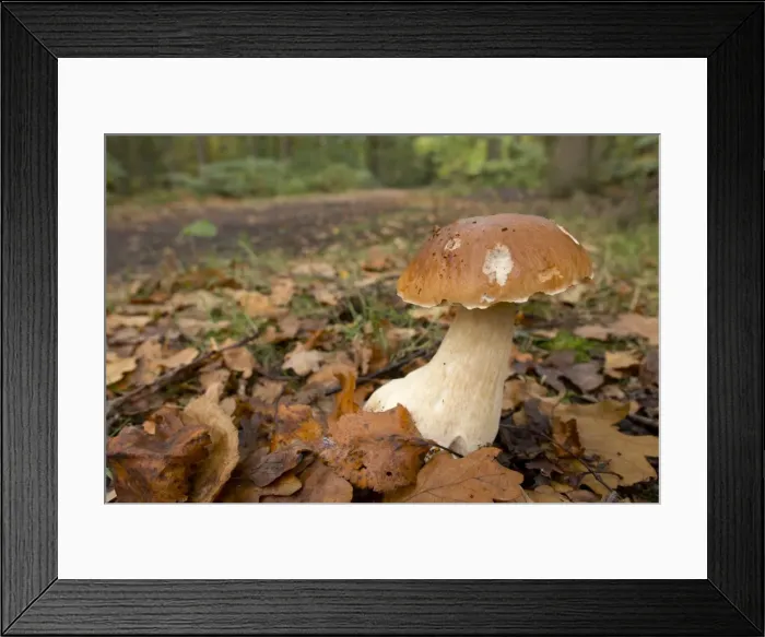 Framed Print : Picture No. 10893106