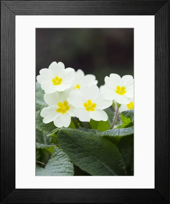 Framed Print : Picture No. 10893109 Framed Print : Picture No. 10893109