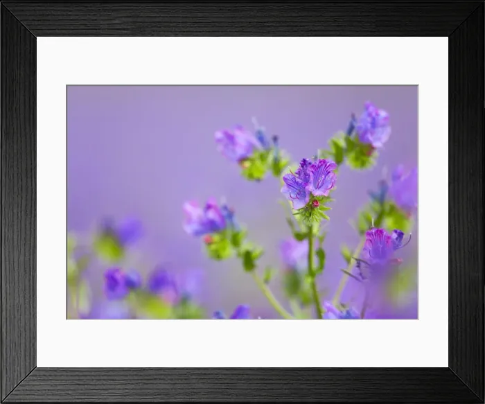 Framed Print : Picture No. 10893113 Framed Print : Picture No. 10893113