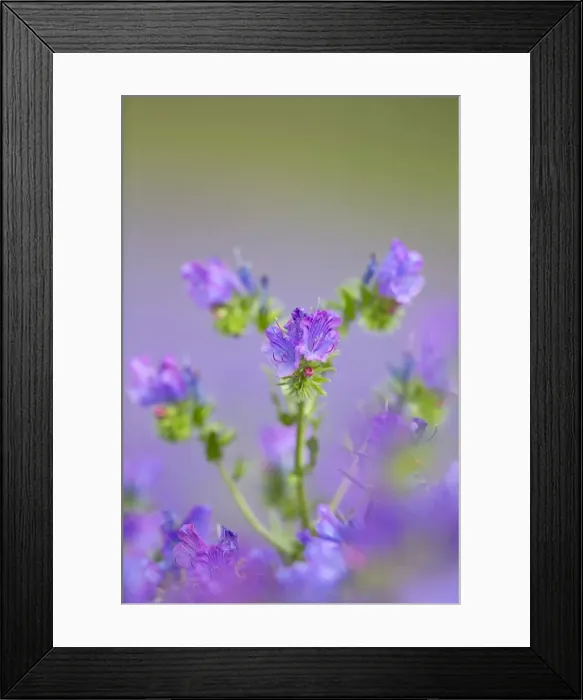 Framed Print : Picture No. 10893114 Framed Print : Picture No. 10893114
