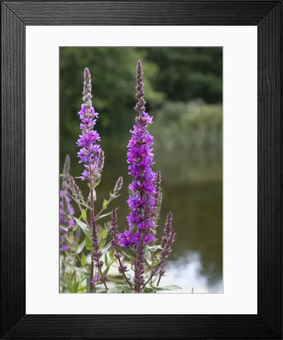 Framed Print : Picture No. 10893110 Framed Print : Picture No. 10893110
