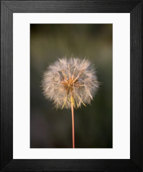 Framed Print : Picture No. 10893117 Framed Print : Picture No. 10893117