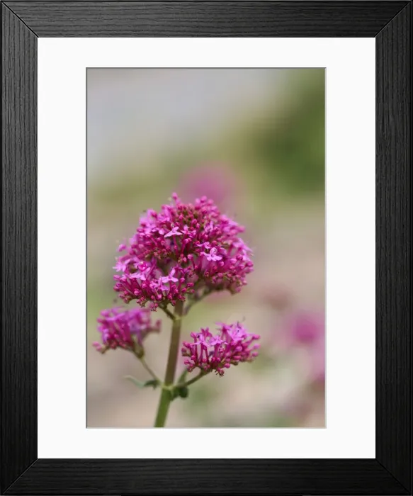 Framed Print : Picture No. 10893115 Framed Print : Picture No. 10893115
