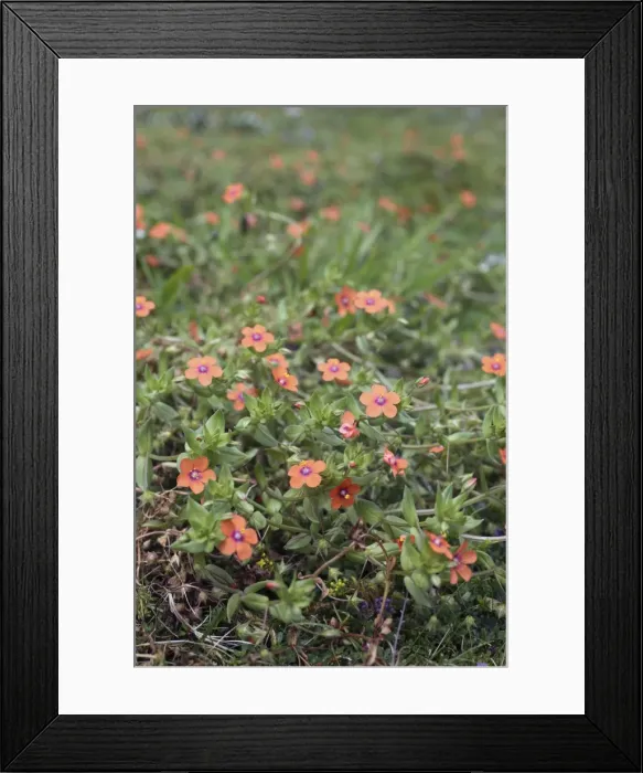 Framed Print : Picture No. 10893119 Framed Print : Picture No. 10893119
