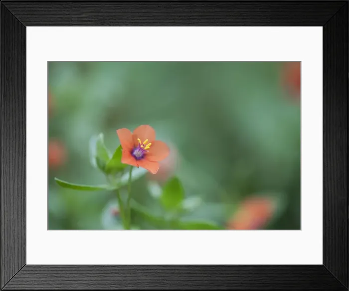 Framed Print : Picture No. 10893118 Framed Print : Picture No. 10893118