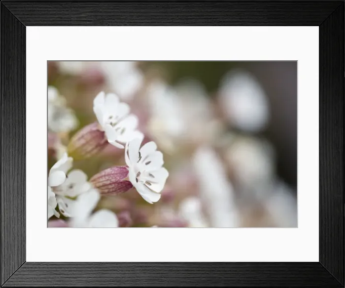 Framed Print : Picture No. 10893121 Framed Print : Picture No. 10893121