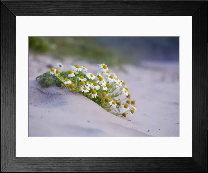 Framed Print : Picture No. 10893123 Framed Print : Picture No. 10893123