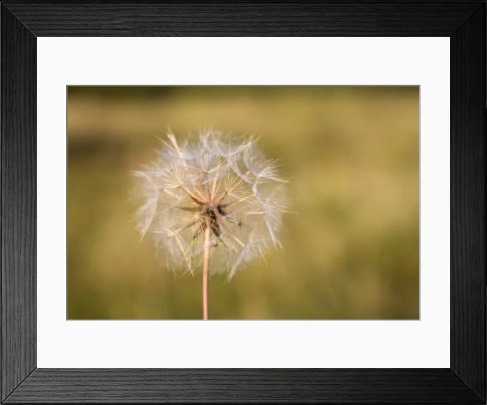 Framed Print : Picture No. 10893116 Framed Print : Picture No. 10893116