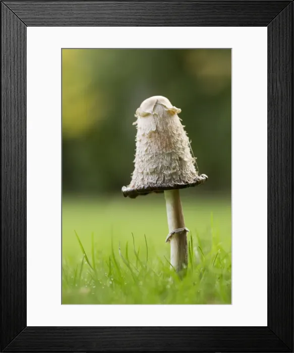 Framed Print : Picture No. 10893124 Framed Print : Picture No. 10893124