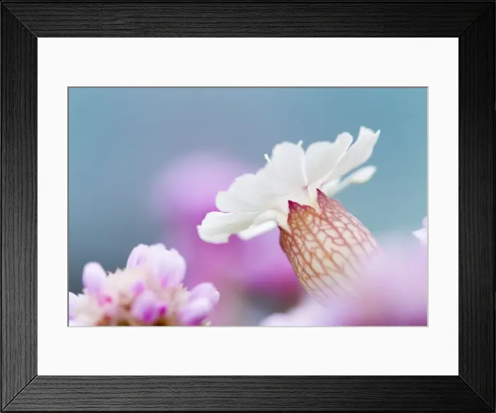 Framed Print : Picture No. 10893120 Framed Print : Picture No. 10893120
