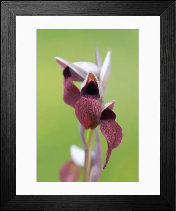 Framed Print : Picture No. 10893125 Framed Print : Picture No. 10893125
