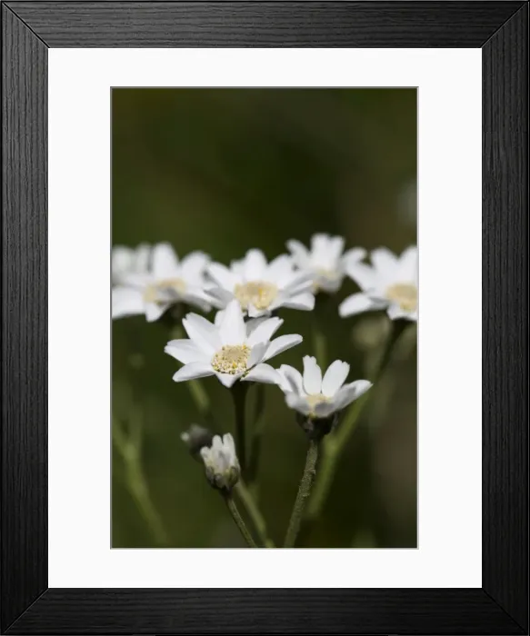 Framed Print : Picture No. 10893127 Framed Print : Picture No. 10893127