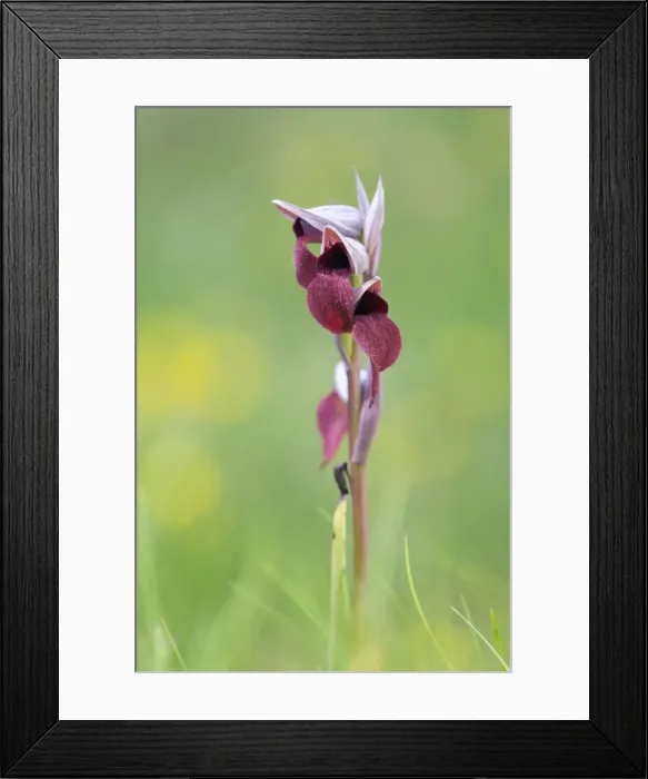 Framed Print : Picture No. 10893126 Framed Print : Picture No. 10893126