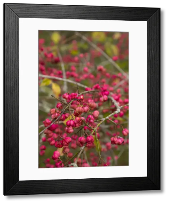 Framed Print : Picture No. 10893128 Framed Print : Picture No. 10893128