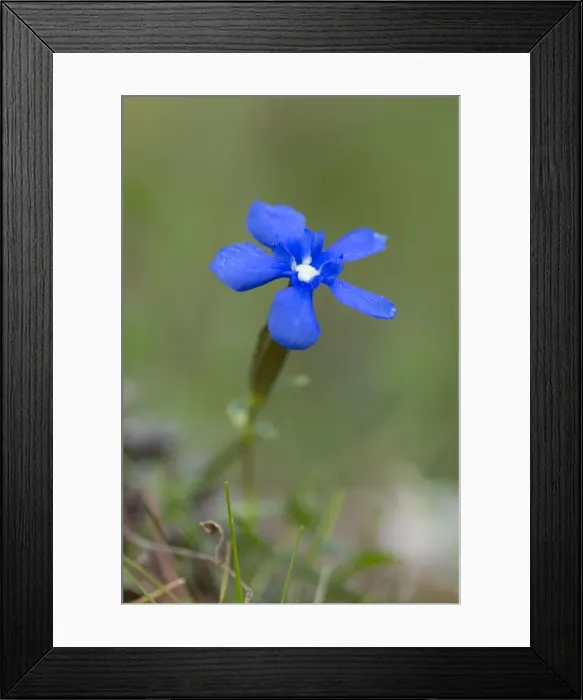 Framed Print : Picture No. 10893129 Framed Print : Picture No. 10893129