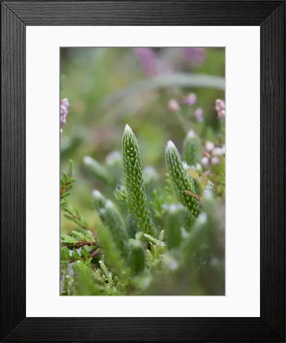 Framed Print : Picture No. 10893130 Framed Print : Picture No. 10893130