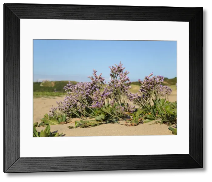 Framed Print : Picture No. 10893122 Framed Print : Picture No. 10893122