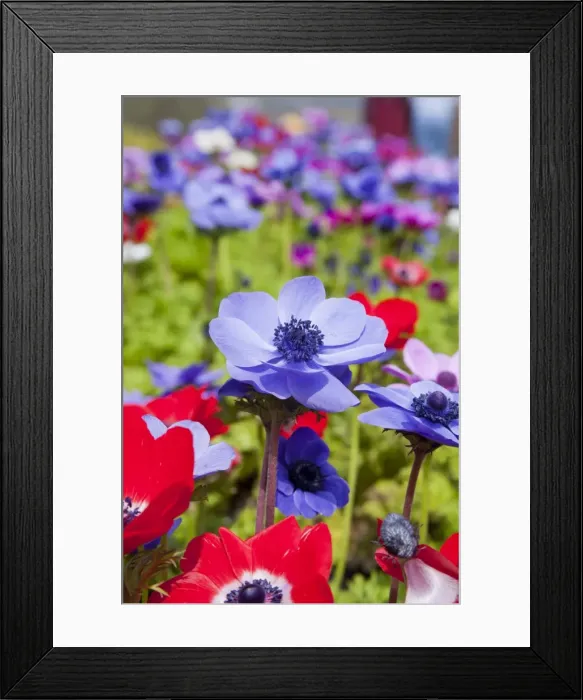 Framed Print : Picture No. 10893136 Framed Print : Picture No. 10893136