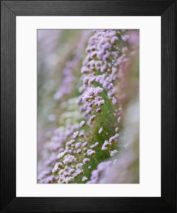 Framed Print : Picture No. 10893135