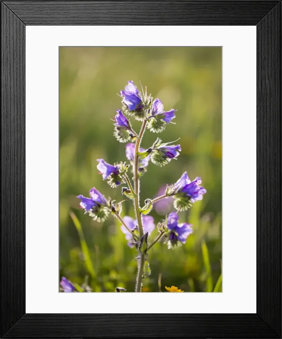 Framed Print : Picture No. 10893138 Framed Print : Picture No. 10893138