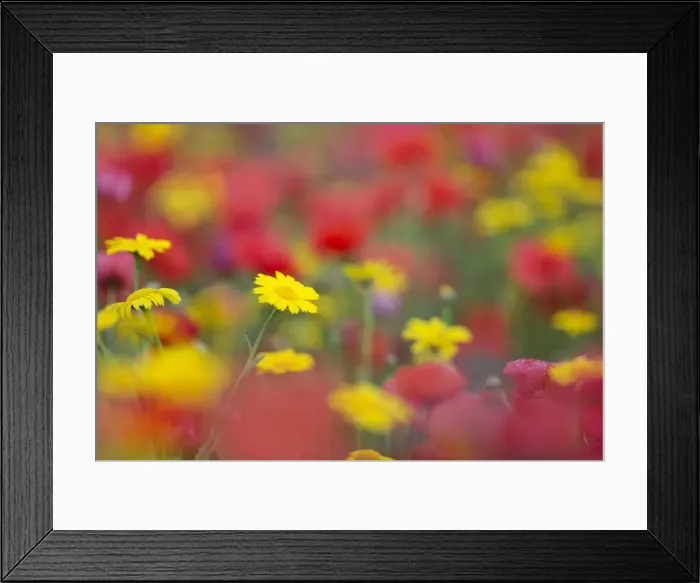 Framed Print : Picture No. 10893142 Framed Print : Picture No. 10893142