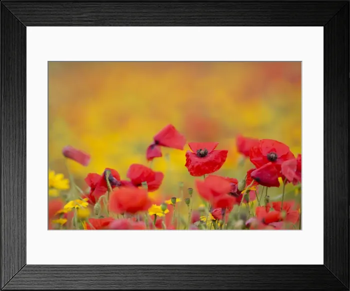 Framed Print : Picture No. 10893144 Framed Print : Picture No. 10893144