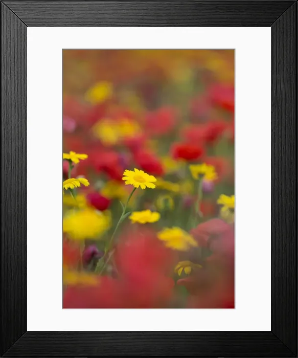 Framed Print : Picture No. 10893143 Framed Print : Picture No. 10893143