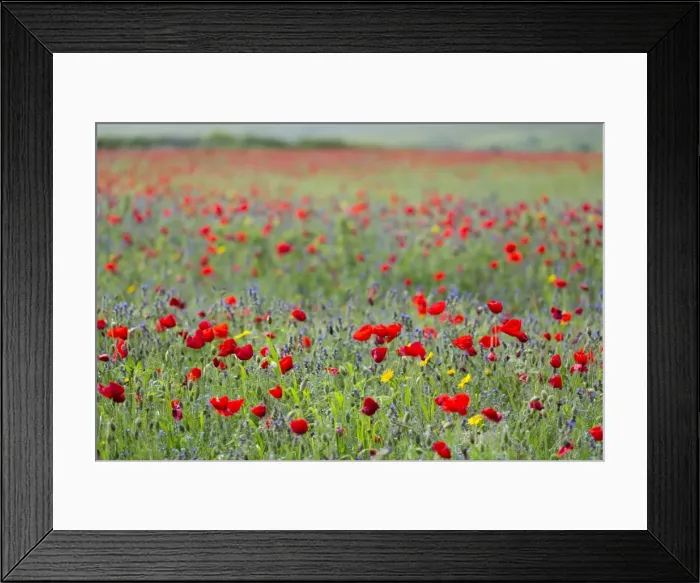 Framed Print : Picture No. 10893148 Framed Print : Picture No. 10893148