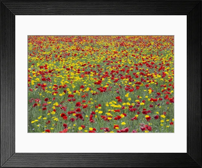 Framed Print : Picture No. 10893149 Framed Print : Picture No. 10893149