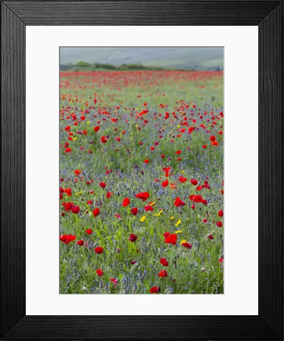 Framed Print : Picture No. 10893147 Framed Print : Picture No. 10893147