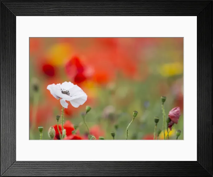 Framed Print : Picture No. 10893155 Framed Print : Picture No. 10893155