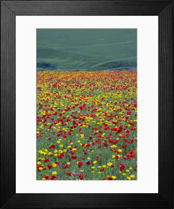 Framed Print : Picture No. 10893150 Framed Print : Picture No. 10893150