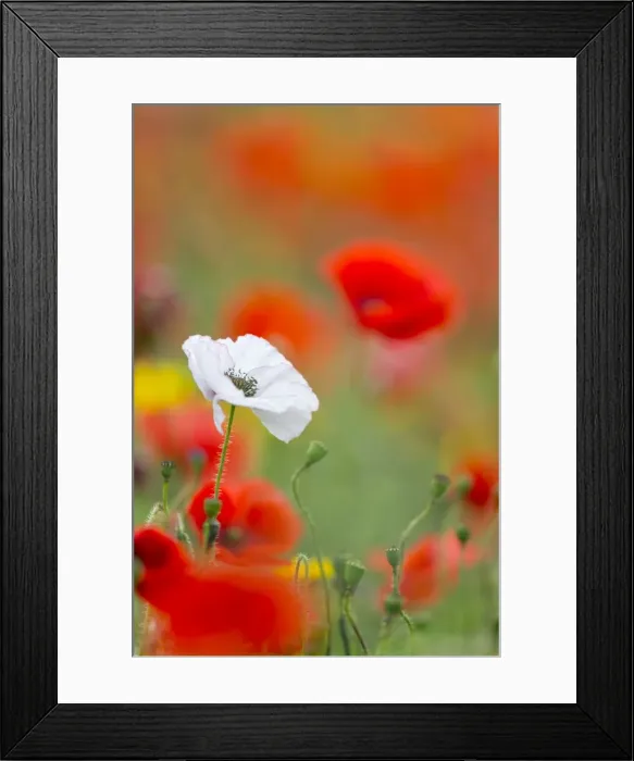 Framed Print : Picture No. 10893156 Framed Print : Picture No. 10893156
