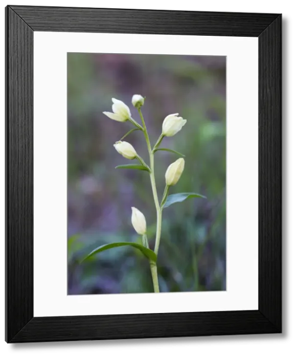 Framed Print : Picture No. 10893154 Framed Print : Picture No. 10893154