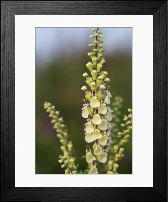 Framed Print : Picture No. 10893158 Framed Print : Picture No. 10893158