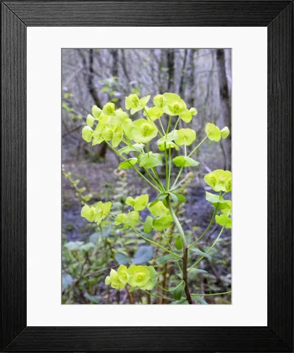 Framed Print : Picture No. 10893159 Framed Print : Picture No. 10893159