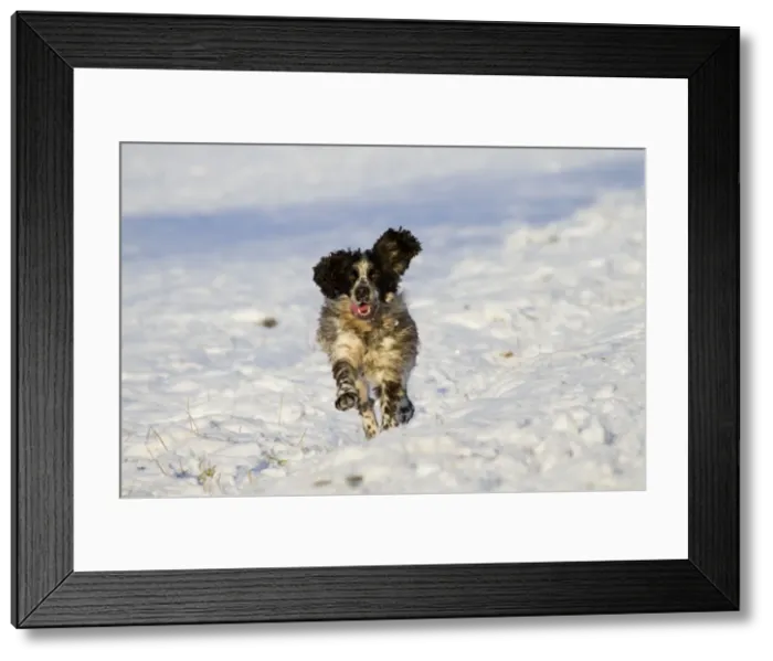 Framed Print : Picture No. 10893165 Framed Print : Picture No. 10893165