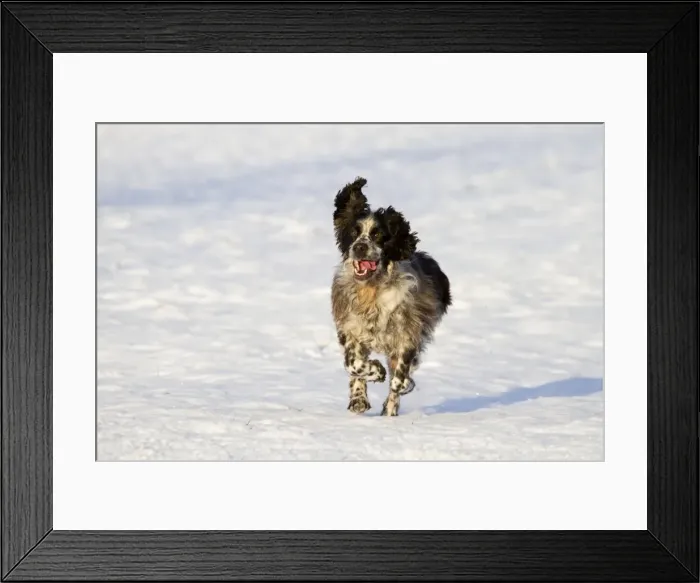 Framed Print : Picture No. 10893164 Framed Print : Picture No. 10893164