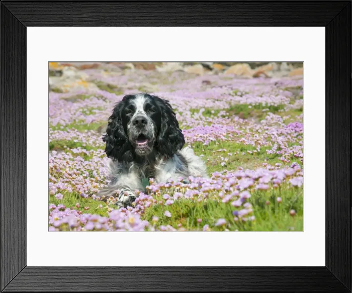Framed Print : Picture No. 10893166 Framed Print : Picture No. 10893166