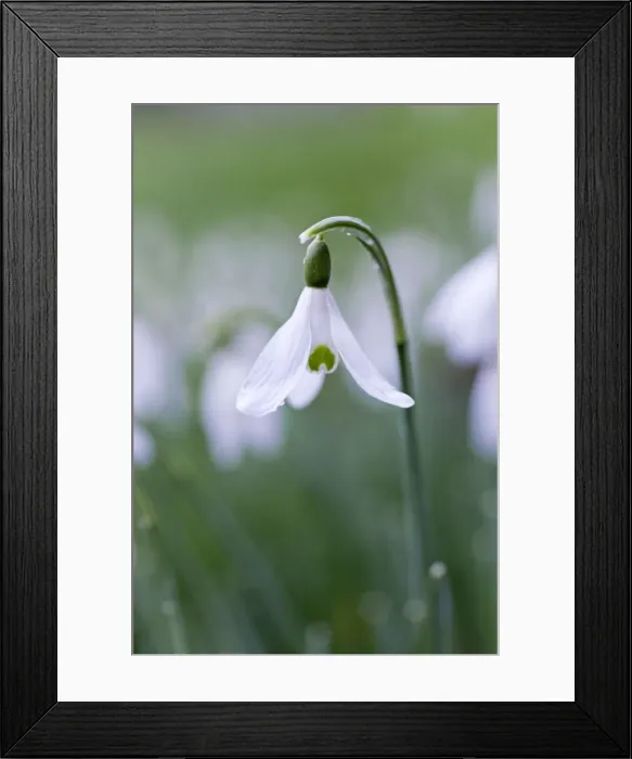 Framed Print : Picture No. 10893170 Framed Print : Picture No. 10893170