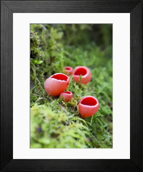 Framed Print : Picture No. 10893168 Framed Print : Picture No. 10893168