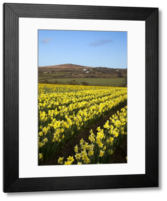 Framed Print : Picture No. 10893162 Framed Print : Picture No. 10893162